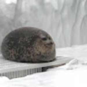 Meet your Posher, Kira